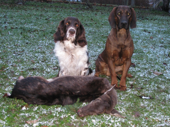 HB Dafy z Jelení louky NK Dark z Lovoše