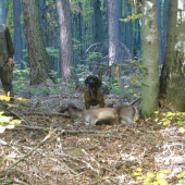 Pzb-Kochavec 2010