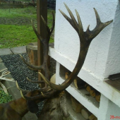 zlatý, 13 r., cca 211,3b.,