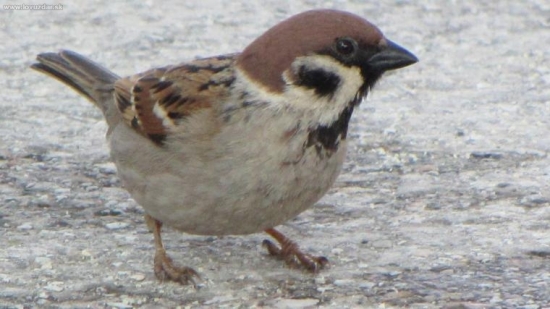 vrabce