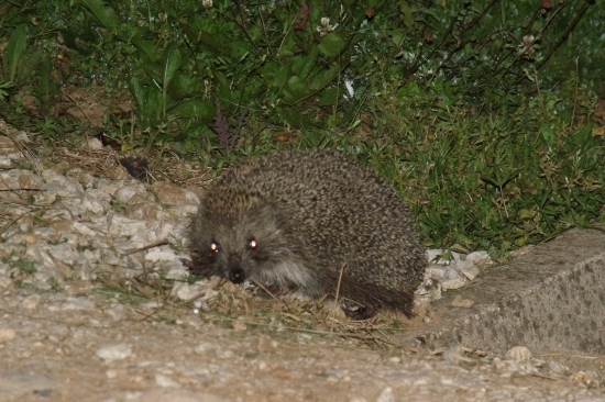 ježko