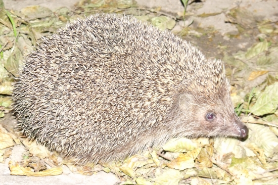ježko