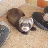 moj prcko ked bol maly