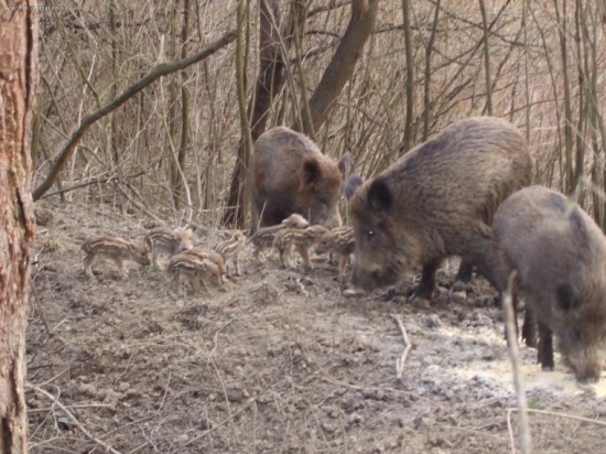 Maja a Mišo a ich diviačiky