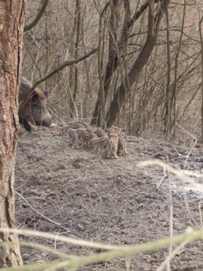 Maja a Mišo a ich diviačiky 2