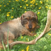 itka s danielim parohom