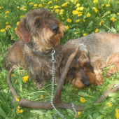 citka a itka s jelenim parohom