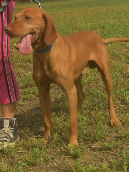 Našla sa Madarská vyzla