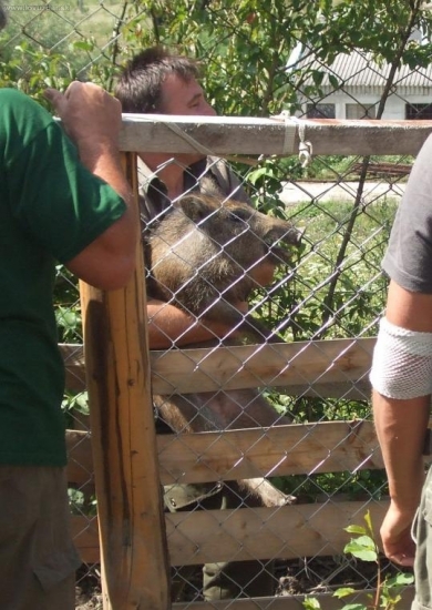 predavanie diviačat