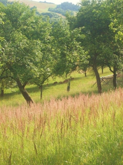 Mufloni