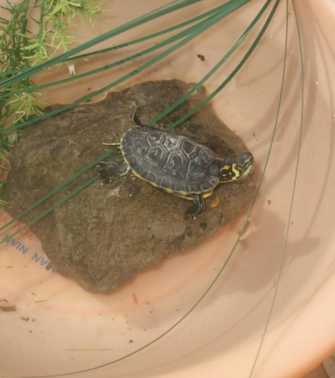 koritnačka sa opaluje