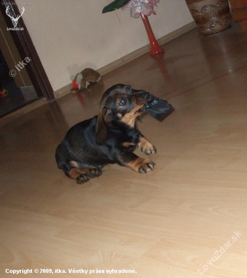 Arbo