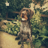 Môj tigrík Nako ❤️