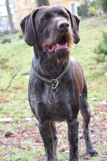 Môj fúzačik Nako ❤