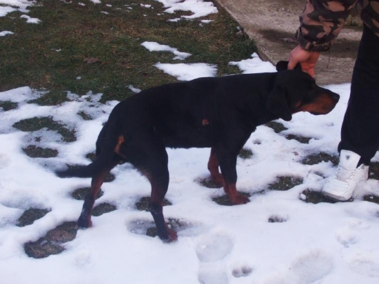 ked ide pes blizko ku diviakovi