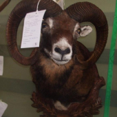 Muflon