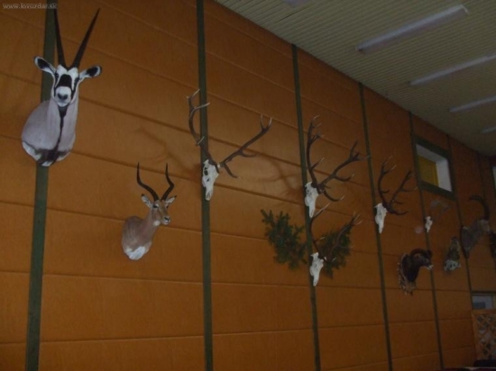 vizdoba na polovnicky ples 2