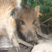 spomiemka na krpcov 2