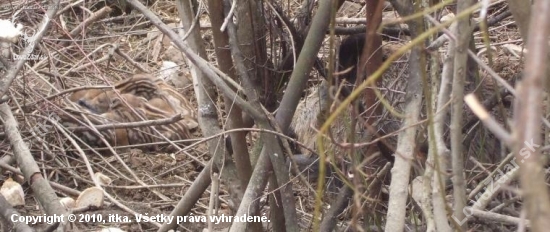 10 novych prirastkov do diviacej rodiny  2