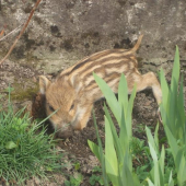 Ale sa mi tu dobre leží