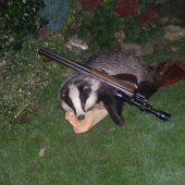 Tatov 16 kilogramoví  jazvec