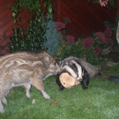 moja Viky s  jazvecom