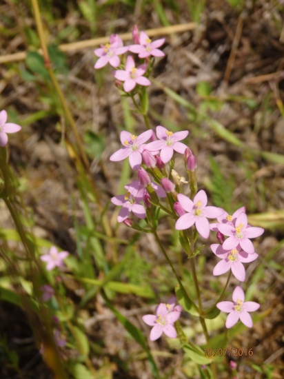 Nase stare babky si ju velmi cenili