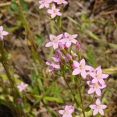 Nase stare babky si ju velmi cenili
