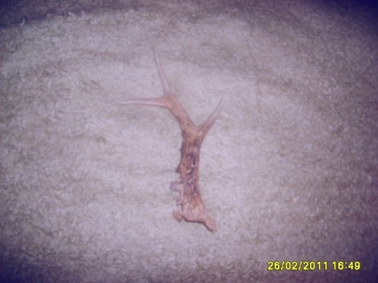 srnči s posledni doby