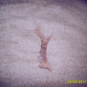 srnči s posledni doby