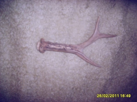 srnči s posledni doby2