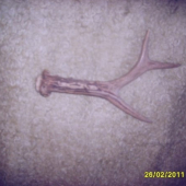 srnči s posledni doby2