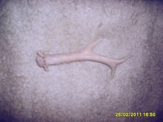 srnči s posledni doby3