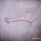 srnči s posledni doby3