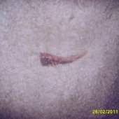 srnči s posledni doby5