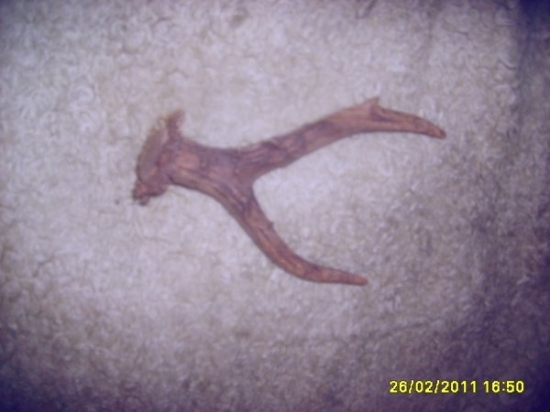 srnči s posledni doby6