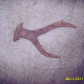 srnči s posledni doby6