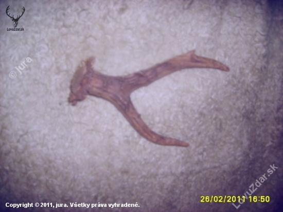 srnči s posledni doby6