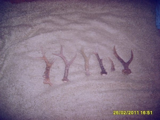 srnči s posledni doby vše