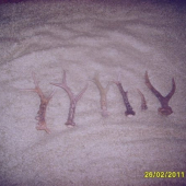 srnči s posledni doby vše