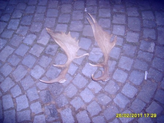 danči lopaty lonska sezona