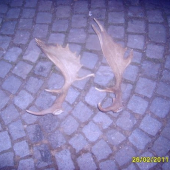 danči lopaty lonska sezona