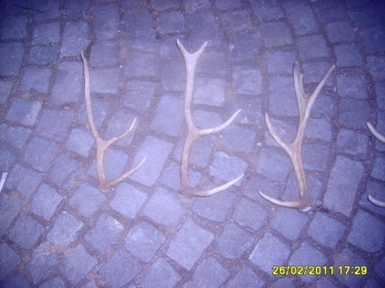 menši jeleni zhozy starši