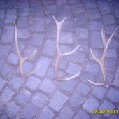 menši jeleni zhozy starši