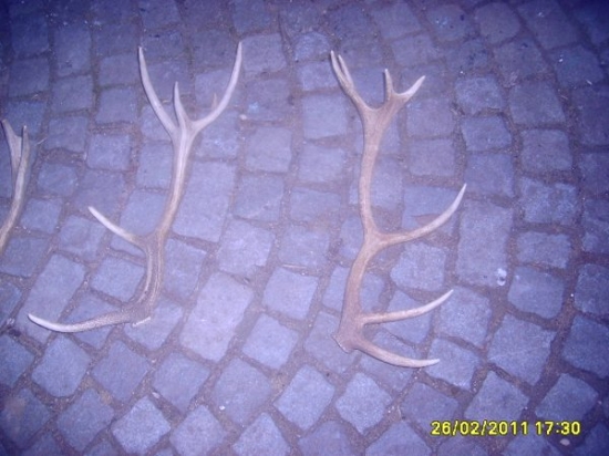 menši jeleni zhozy starši