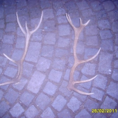 menši jeleni zhozy starši