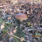 hřib