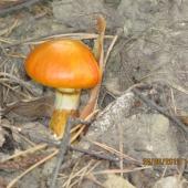 klouzek