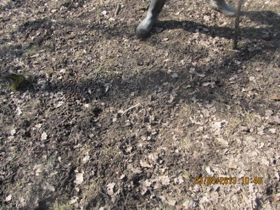 zhoz danči špic lonsky