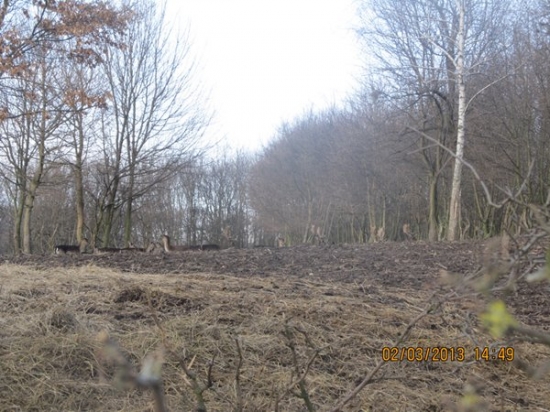 danči